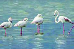 Flamingo
