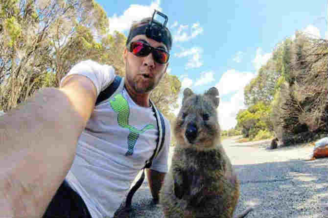 quokka-1
