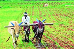 farmer