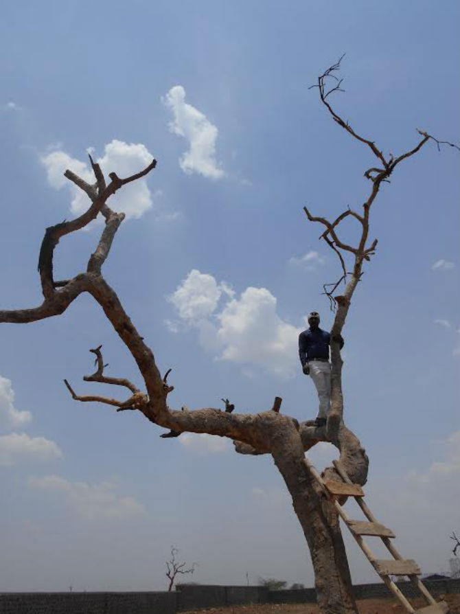sairat-tree