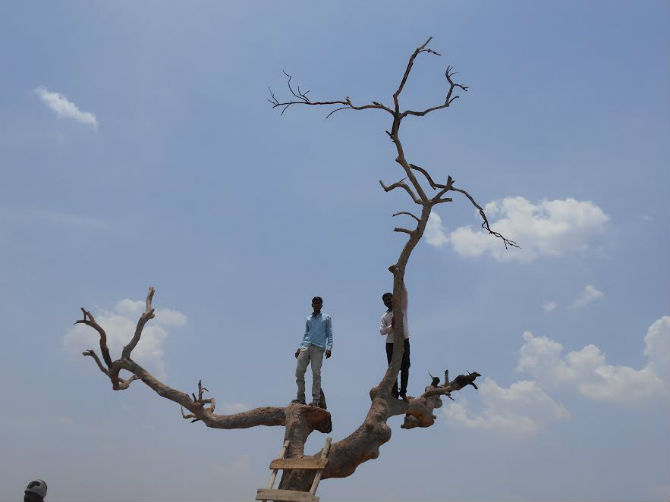 sairat-tree1