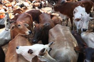 PM Narendra Modi , Amit Shah , No truck ferrying paralysed cow due to fear Meerut , beef, Loksatta, Loksatta news, Marathi, Marathi news