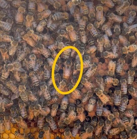 honey bee